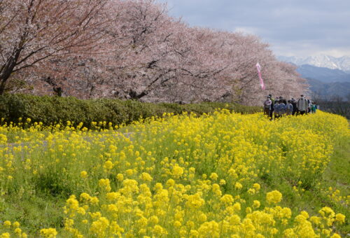 かつて「世界一」とも謳われた加治川の桜並木をご紹介！