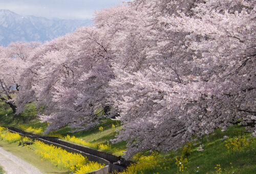 「中村博和のしばためぐり」第1回は加治川の桜をテーマにお届けします。