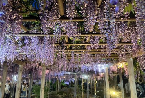 北方文化博物館　ライトアップ2025